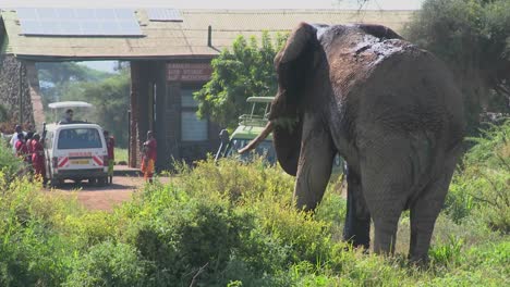A-massive-African-elephant-poses-at-the-entrance-gate-to-Amboceli-National-Park-in-Tanzania-1