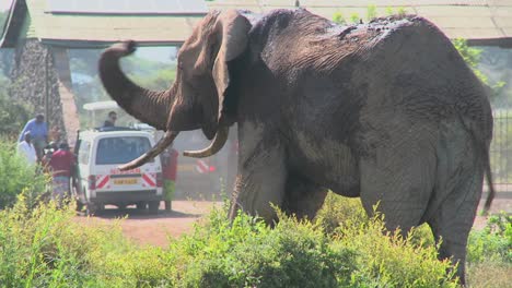 A-massive-African-elephant-poses-at-the-entrance-gate-to-Amboceli-National-Park-in-Tanzania-2