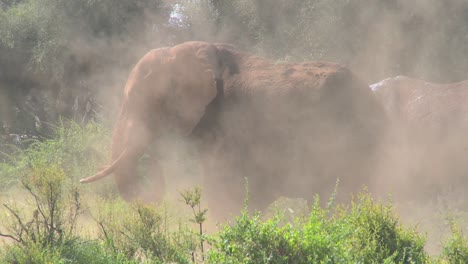 A-giant-African-elephant-gives-himself-a-dustbath-in-this-remarkable-shot