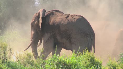 A-giant-African-elephant-gives-himself-a-dustbath-in-this-remarkable-shot-1