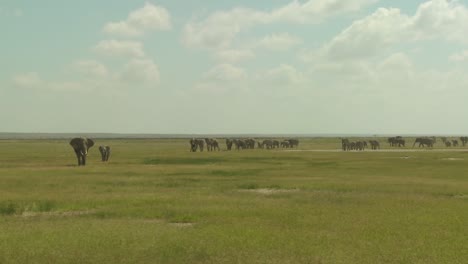 A-large-herd-of-African-elephants-migrate-across-Amboceli-National-Park-in-Tanzania