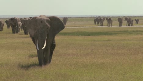 A-large-herd-of-African-elephants-migrate-across-Amboceli-National-Park-in-Tanzania-1