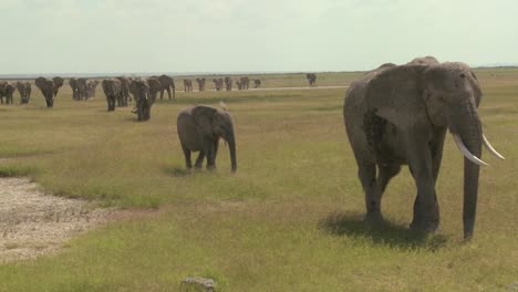 A-large-herd-of-African-elephants-migrate-across-Amboceli-National-Park-in-Tanzania-2