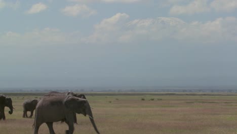Una-Gran-Manada-De-Elefantes-Africanos-Migran-Por-El-Parque-Nacional-Amboceli-En-Tanzania-3