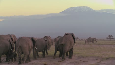 A-large-herd-of-African-elephants-migrate-across-Amboceli-National-Park-in-Tanzania-4