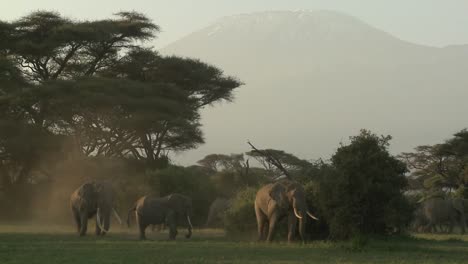 Large-herds-of-African-elephants-migrate-near-Mt-Kilimanjaro-in-Amboceli-National-Park-Tanzania