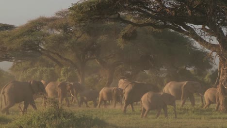 Large-herds-of-African-elephants-migrate-near-Mt-Kilimanjaro-in-Amboceli-National-Park-Tanzania-3
