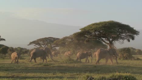 Grandes-Manadas-De-Elefantes-Africanos-Migran-Cerca-Del-Monte-Kilimanjaro-En-El-Parque-Nacional-Amboceli-Tanzania-4