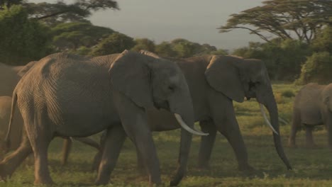 Large-herds-of-African-elephants-migrate-near-Mt-Kilimanjaro-in-Amboceli-National-Park-Tanzania-5