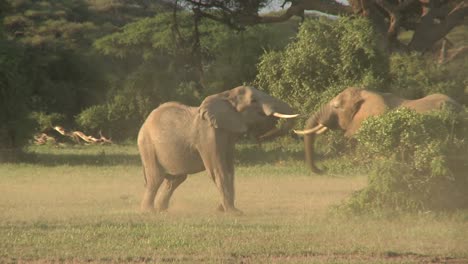 Elephants-fight-each-other-on-the-plains-of-Africa-2