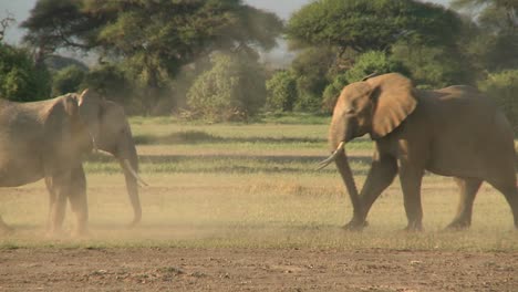 Elephants-fight-each-other-on-the-plains-of-Africa-3