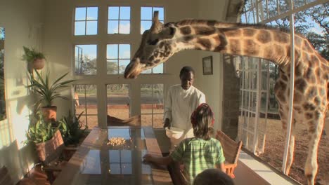 Eine-Giraffe-Steckt-Ihren-Kopf-Durch-Das-Fenster-Einer-Villa,-Um-Eine-Kostenlose-Mahlzeit-Zu-Bekommen