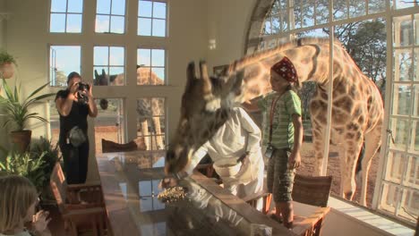 Giraffes-stick-their-heads-into-the-windows-of-an-old-mansion-in-Africa-and-eat-off-the-dining-room-table-2