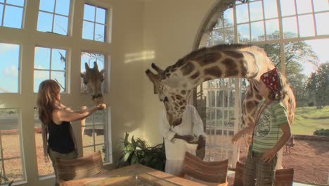 Giraffen-Stecken-Ihre-Köpfe-In-Die-Fenster-Eines-Alten-Herrenhauses-In-Afrika-Und-Essen-Vom-Esstisch-4