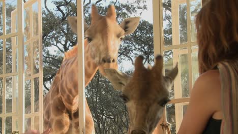 Giraffen-Stecken-Ihre-Köpfe-In-Die-Fenster-Eines-Alten-Herrenhauses-In-Afrika-Und-Essen-Vom-Esstisch-12