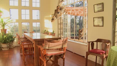 Giraffes-stick-their-heads-into-the-windows-of-an-old-mansion-in-Africa-and-eat-off-the-dining-room-table-13