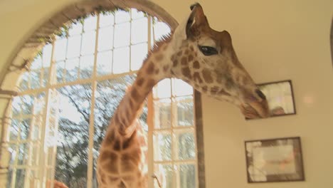 Giraffes-stick-their-heads-into-the-windows-of-an-old-mansion-in-Africa-and-eat-off-the-dining-room-table-14