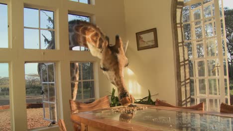 Giraffen-Stecken-Ihre-Köpfe-In-Die-Fenster-Eines-Alten-Herrenhauses-In-Afrika-Und-Essen-Vom-Esstisch-15