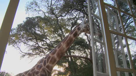 Giraffes-mill-around-outside-an-old-mansion-in-Kenya