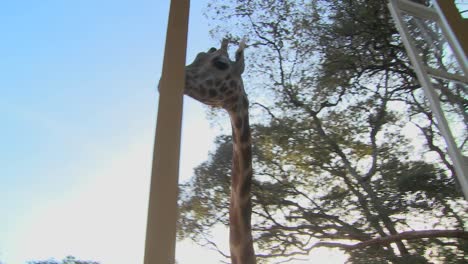 Giraffes-mill-around-outside-an-old-mansion-in-Kenya-1