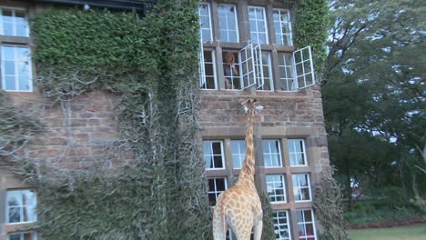 Giraffes-mill-around-outside-an-old-mansion-in-Kenya-4