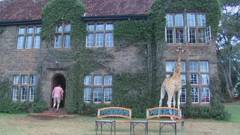 Giraffes-mill-around-outside-an-old-mansion-in-Kenya-5