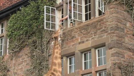 Giraffes-mill-around-outside-an-old-mansion-in-Kenya-11