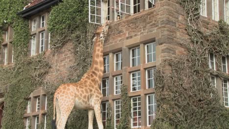 Giraffes-mill-around-outside-an-old-mansion-in-Kenya-12
