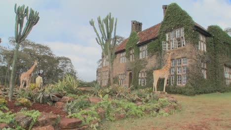 Giraffes-mill-around-outside-an-old-mansion-in-Kenya-14