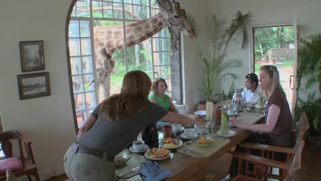 Una-Jirafa-Interrumpe-Un-Desayuno-En-Una-Casa-En-África.