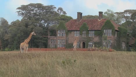 Giraffes-mill-around-outside-an-old-mansion-in-Kenya-15
