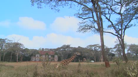 Giraffes-mill-around-outside-an-old-mansion-in-Kenya-16
