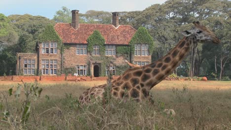 Giraffes-mill-around-outside-an-old-mansion-in-Kenya-17