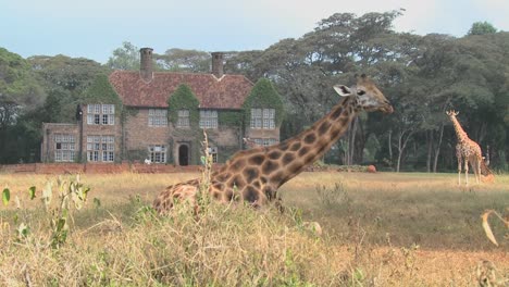 Giraffes-mill-around-outside-an-old-mansion-in-Kenya-18
