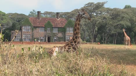 Giraffes-mill-around-outside-an-old-mansion-in-Kenya-19
