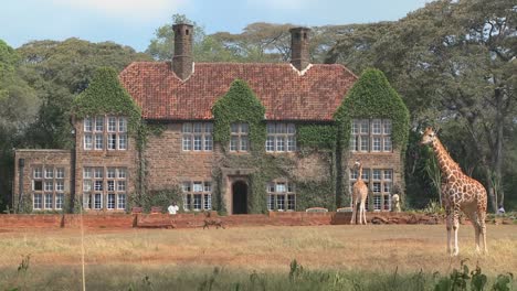 Giraffes-mill-around-outside-an-old-mansion-in-Kenya-20