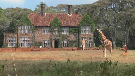 Giraffes-mill-around-outside-an-old-mansion-in-Kenya-21