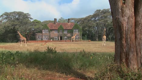 Giraffes-mill-around-outside-an-old-mansion-in-Kenya-22