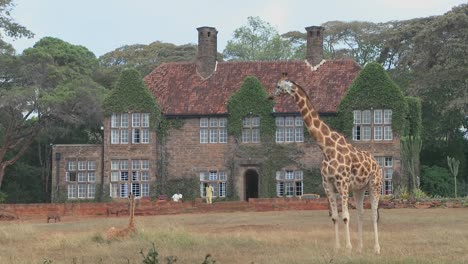 Giraffes-mill-around-outside-an-old-mansion-in-Kenya-24