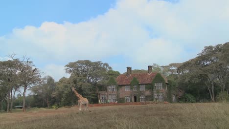 Giraffes-mill-around-outside-an-old-mansion-in-Kenya-25