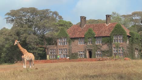 Giraffes-mill-around-outside-an-old-mansion-in-Kenya-26