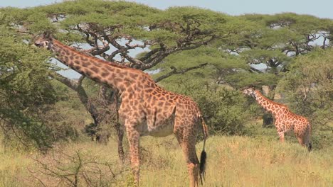 Afrikanische-Giraffen,-Die-Von-Bäumen-Essen