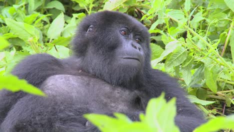 A-mountain-gorilla-sits-in-the-jungle-greenery-on-a-volcano-in-Rwanda