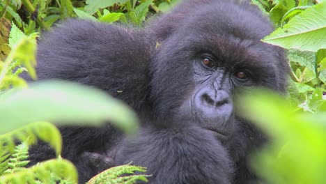 A-mountain-gorilla-sits-in-the-jungle-greenery-on-a-volcano-in-Rwanda-2