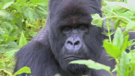 A-classic-shot-of-a-mountain-gorilla-in-the-volcanic-mountains-of-Rwanda