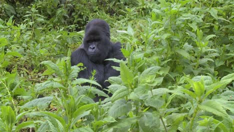 A-mountain-gorilla-sits-in-greenery-on-the-slopes-of-a-volcano-in-Rwanda