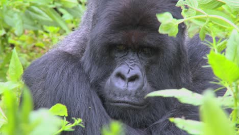 A-mountain-gorilla-sits-in-the-jungle-greenery-on-a-volcano-in-Rwanda-3