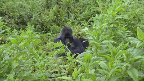 A-slow-zoom-into-a-mountain-gorilla-in-the-greenery-of-the-Rwandan-rainforest
