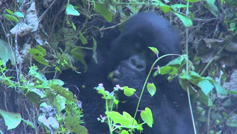 Un-Joven-Gorila-Se-Sienta-En-La-Niebla-Comiendo-Vegetación-En-Las-Laderas-De-Un-Volcán-De-Ruanda