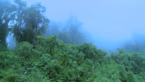 Fog-rolls-in-over-the-jungle-and-rainforest